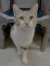 adoptable Cat in Herndon, VA named Brie (& Brita)