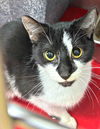 adoptable Cat in Herndon, VA named Brioche