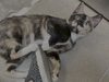 adoptable Cat in Herndon, VA named Brita (& Brie)