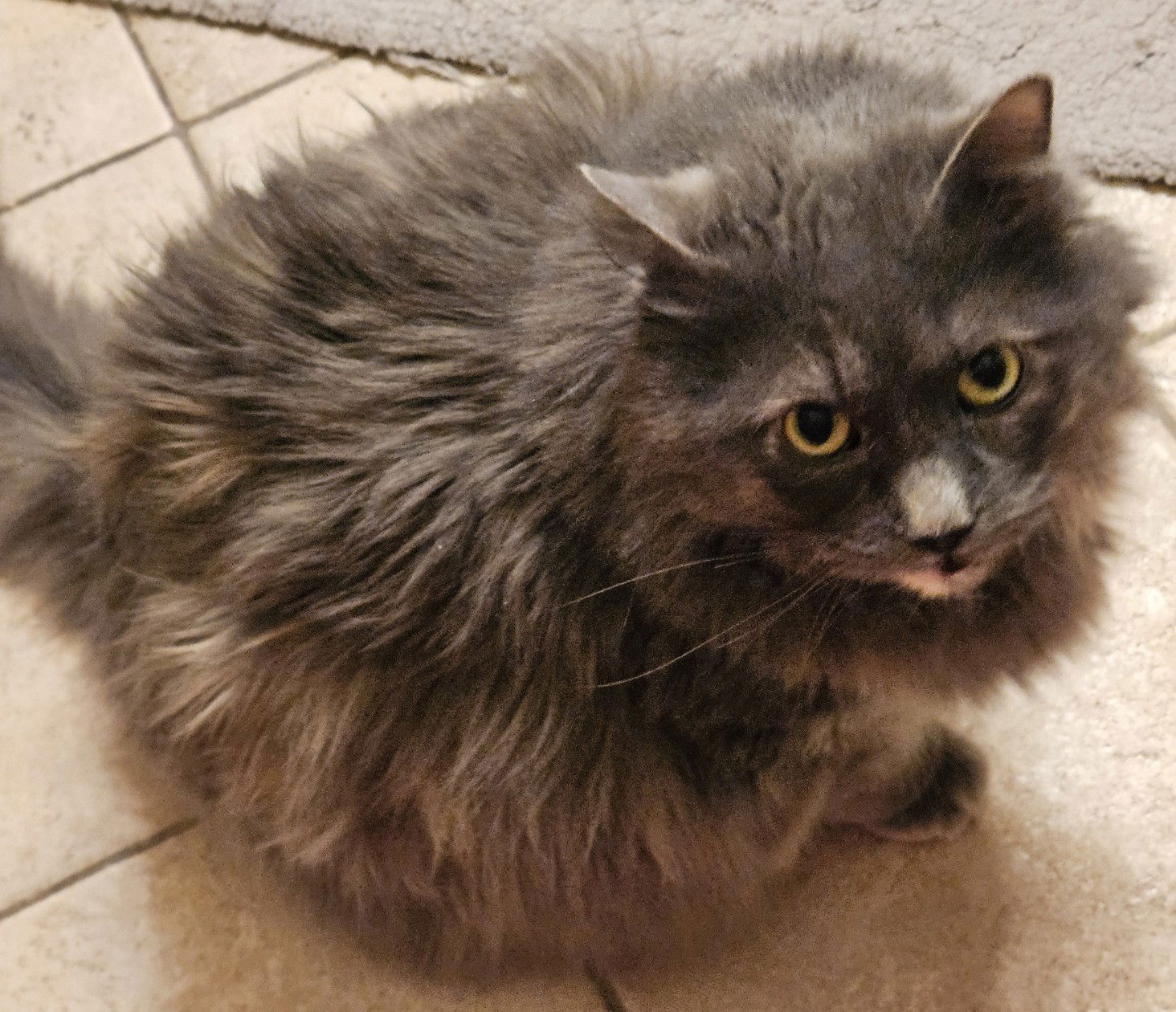 adoptable Cat in Herndon, VA named Calypso *FEE WAIVED*