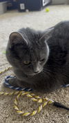 adoptable Cat in Herndon, VA named Bellamy