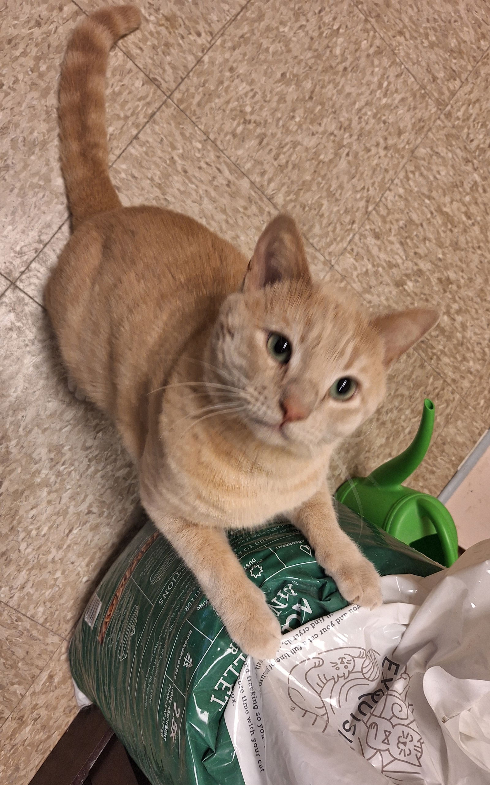 adoptable Cat in Herndon, VA named Stewart