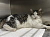 adoptable Cat in  named Holly