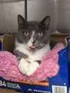 adoptable Cat in Herndon, VA named Buttercup *FEE WAIVED*