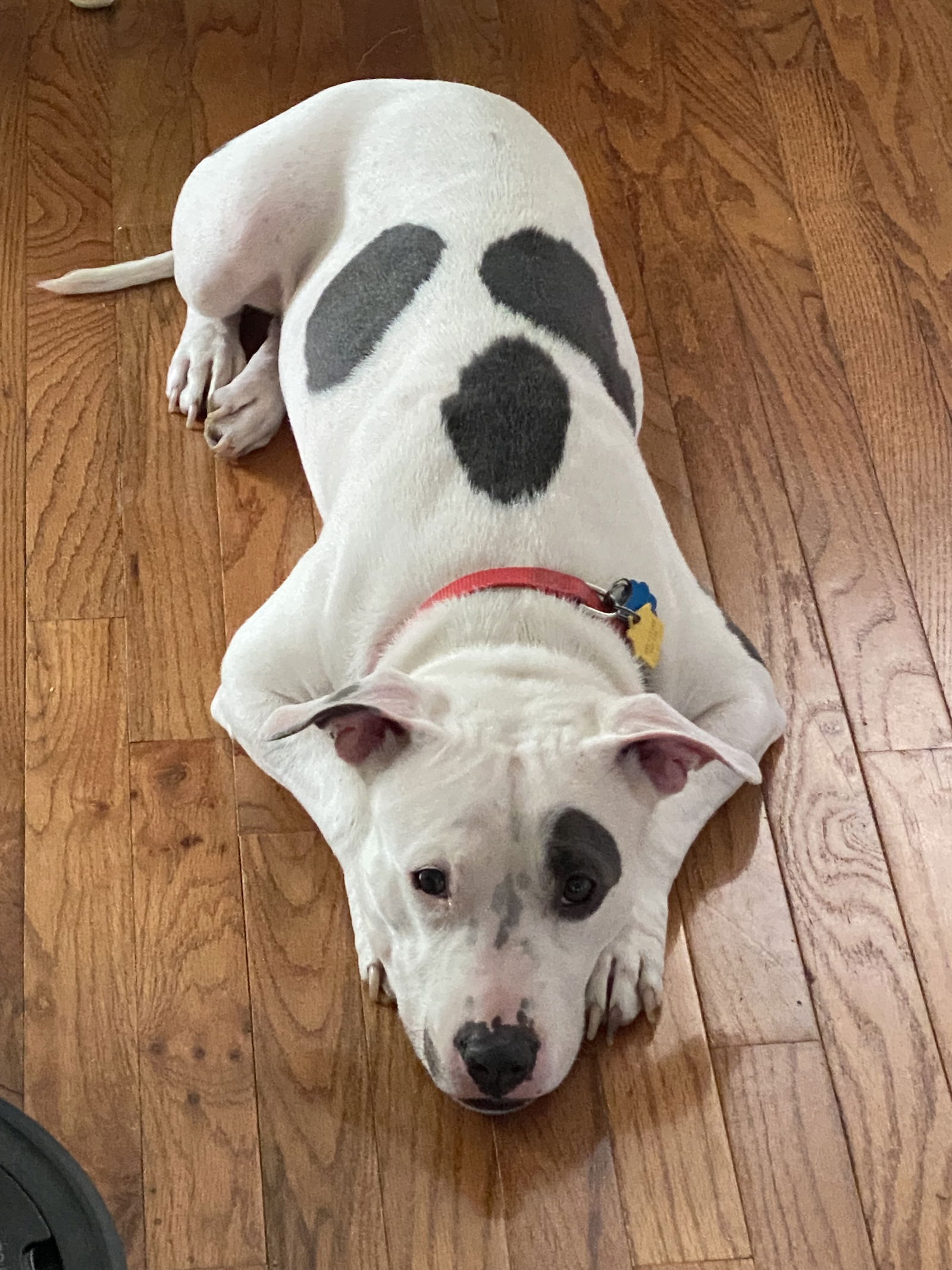 adoptable Dog in Herndon, VA named Princess Baby *FEE WAIVED*