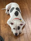 adoptable Dog in  named Princess Baby *FEE WAIVED*