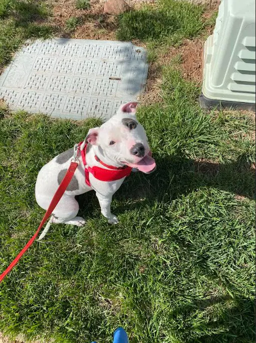 Princess Baby Fee Sponsored Foster Home Needed - Terrier