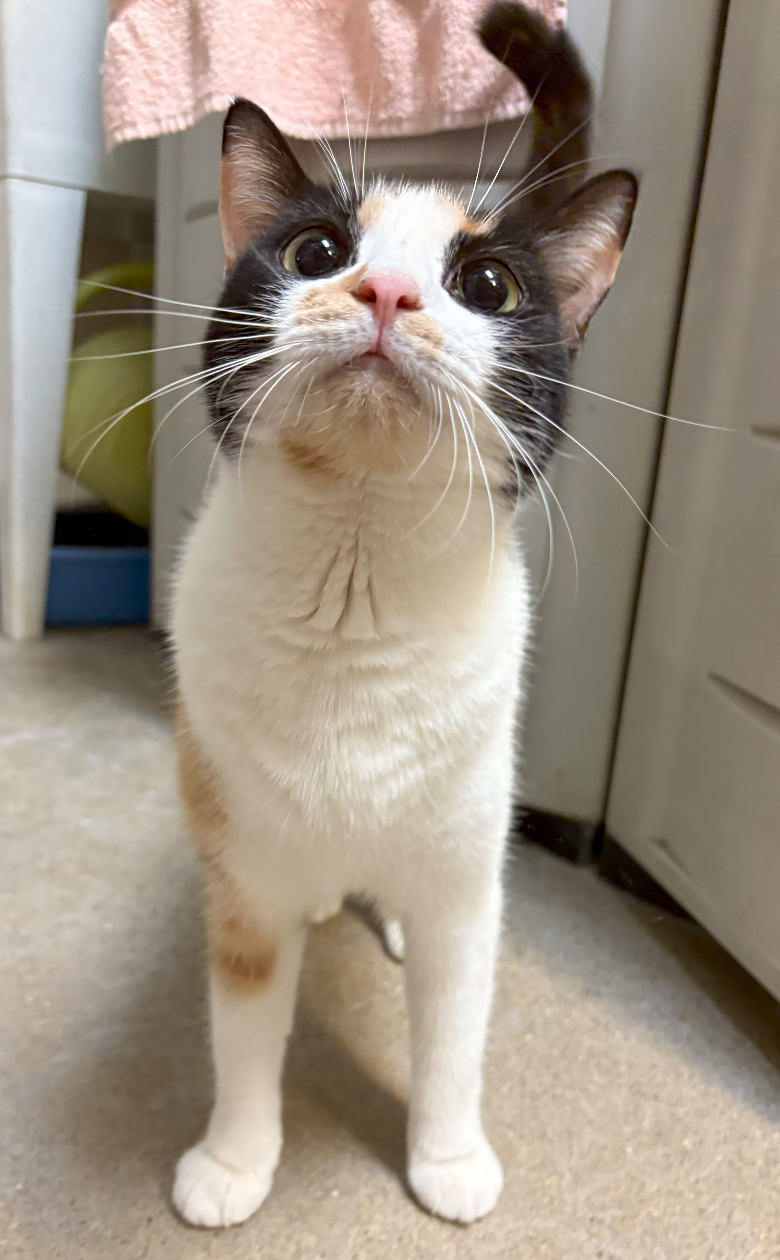 adoptable Cat in Herndon, VA named Dove (& White Feet) - Bonded