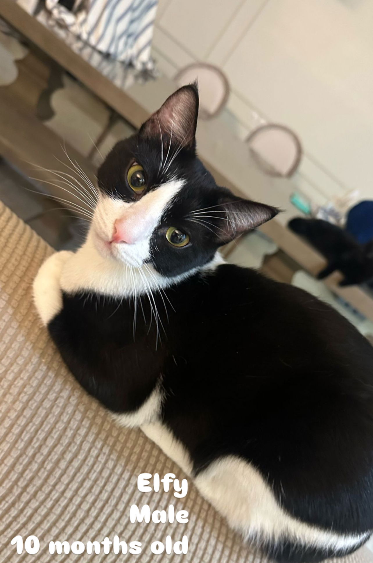 adoptable Cat in Herndon, VA named Elfy
