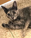adoptable Cat in , VA named Fanta