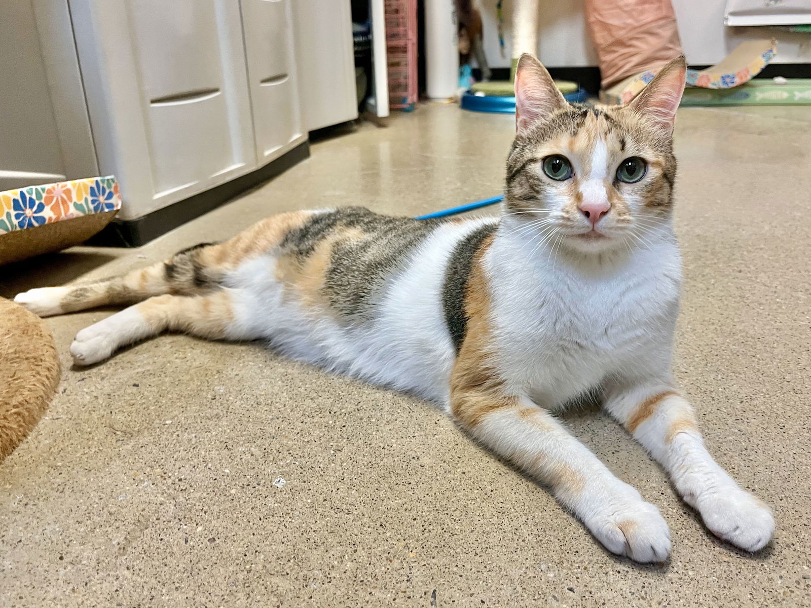 adoptable Cat in Herndon, VA named Sally (& Tony) bonded