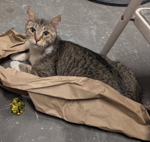 Lazarus (& Pink) bonded, Adult Domestic Short Hair (short coat), cat for adoption in Herndon, Virginia