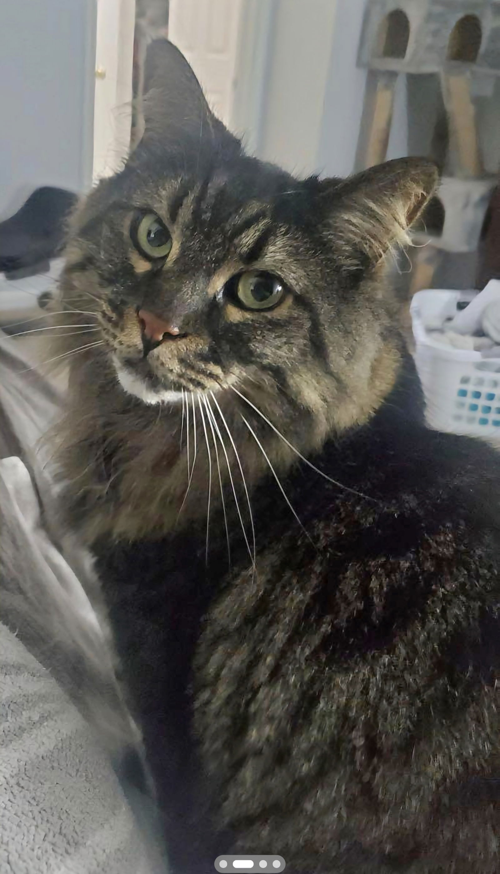 adoptable Cat in Herndon, VA named Paisley *FEE WAIVED*