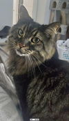 adoptable Cat in  named Paisley *FEE WAIVED*