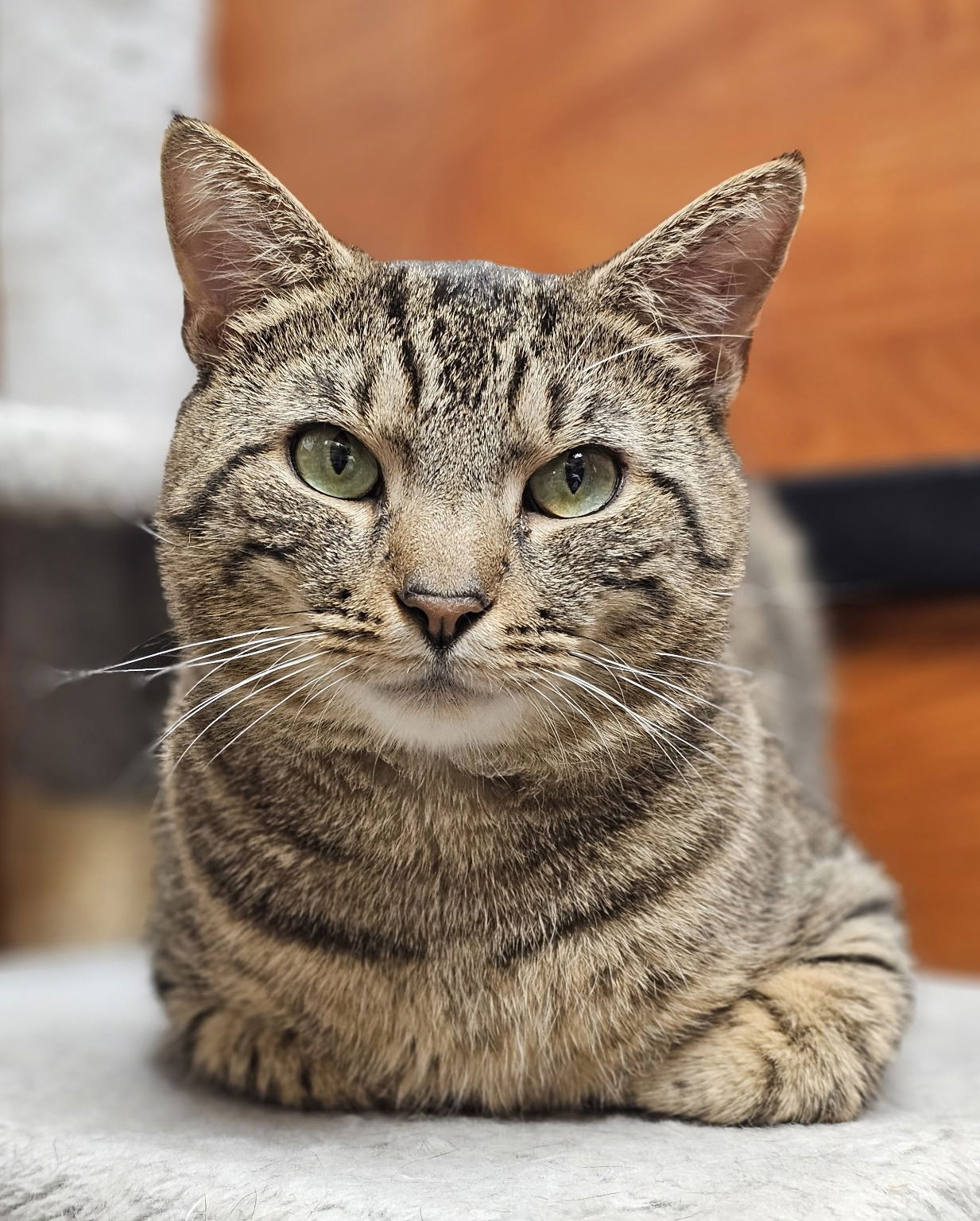adoptable Cat in Herndon, VA named Maverick