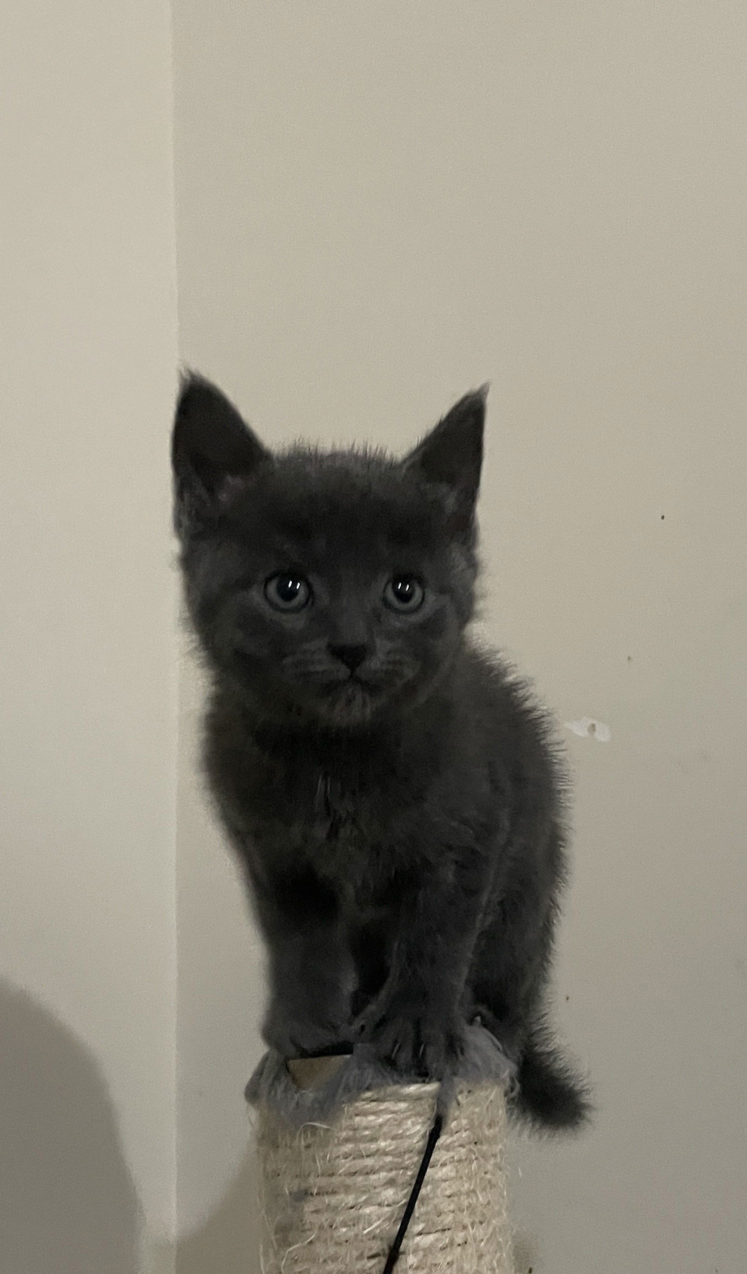 adoptable Cat in Herndon, VA named Chico