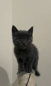 adoptable Cat in herndon, VA named Chico