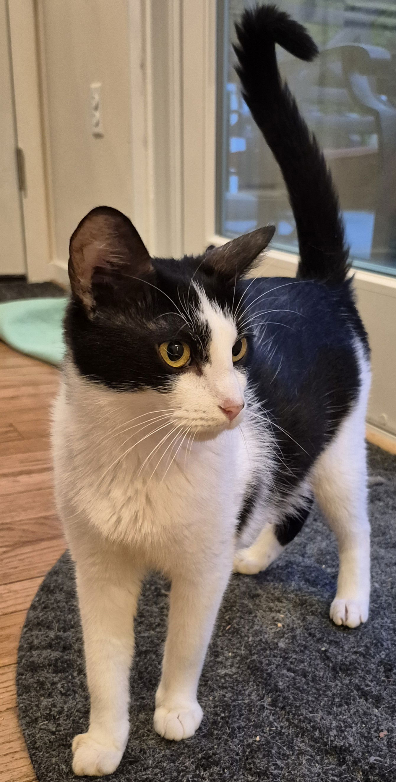 adoptable Cat in Herndon, VA named Mrs. Snyder