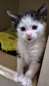 adoptable Cat in herndon, VA named Angelina