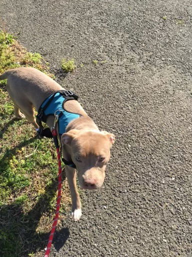 adoptable Dog in Herndon, VA named Lucy *FEE WAIVED*