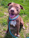 adoptable Dog in herndon, VA named Charlie *FEE WAIVED* foster home needed