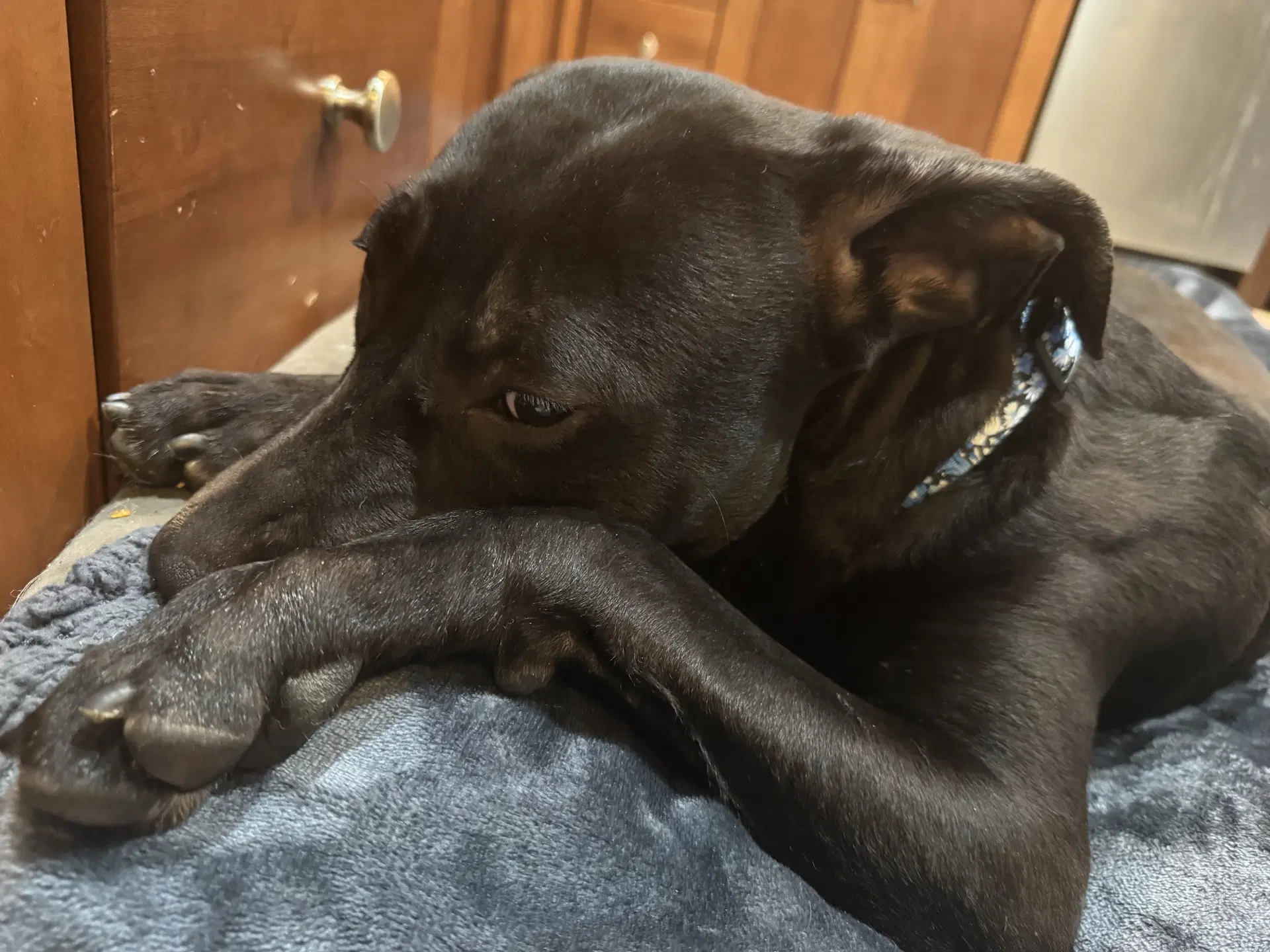Monty image 3