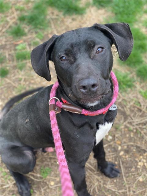 Monty, an adoptable Labrador Retriever in Herndon, VA