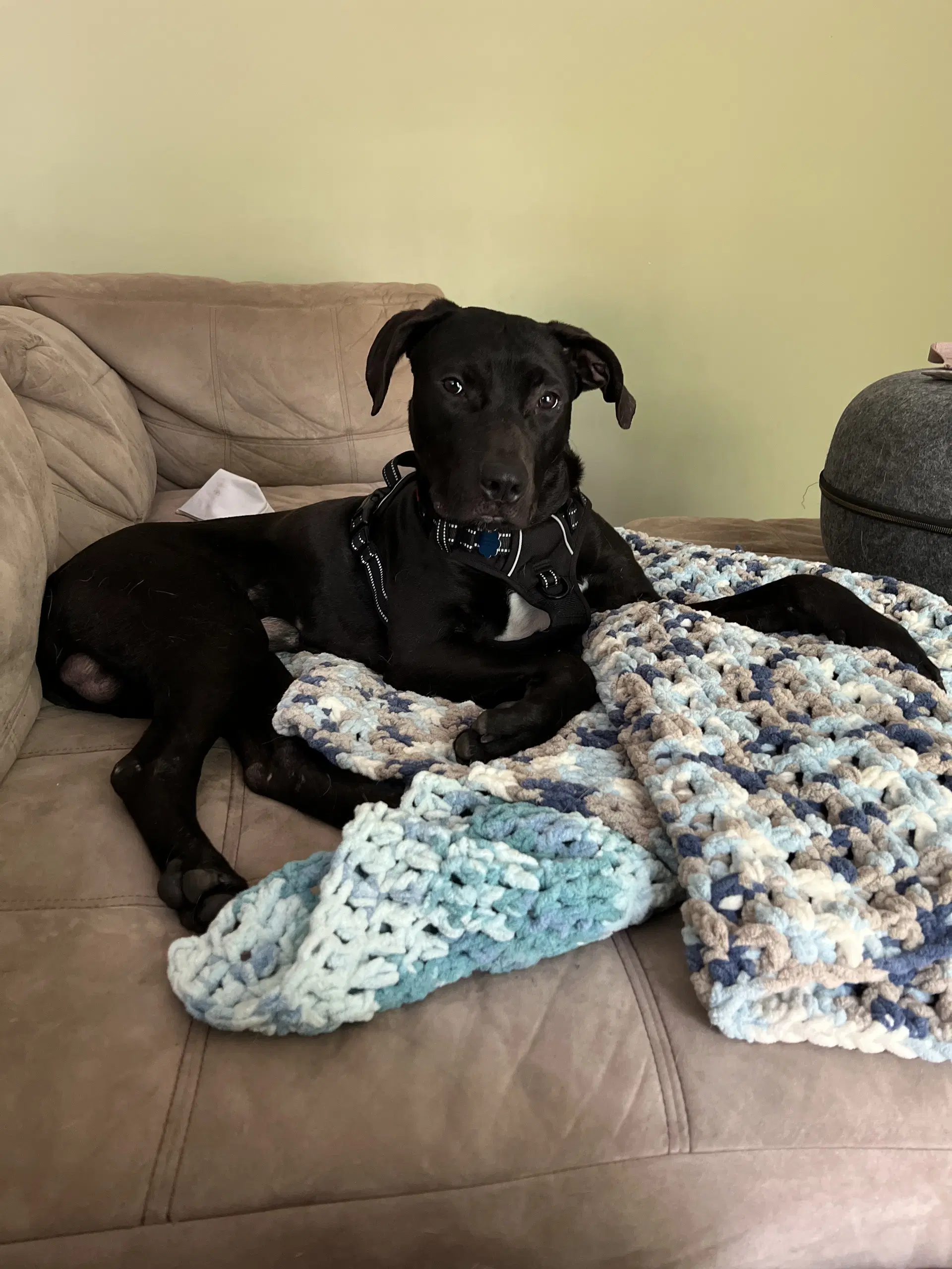 Monty image 4