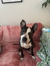 adoptable Dog in  named Jumpy *FEE WAIVED*