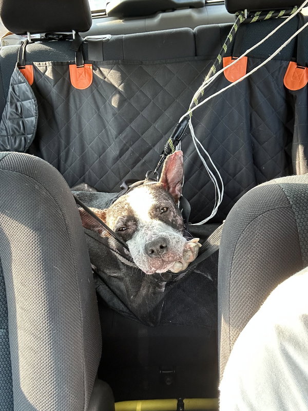 Jumpy *NEEDS FOSTER HOME*