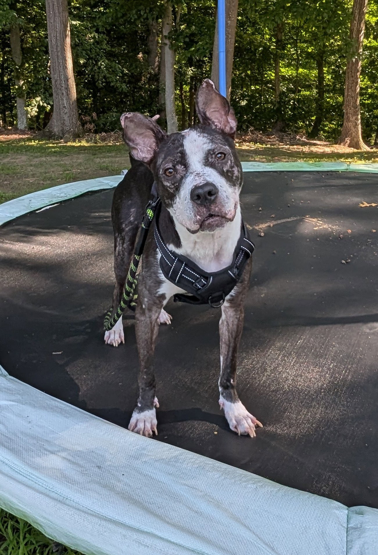 Jumpy *NEEDS FOSTER HOME*