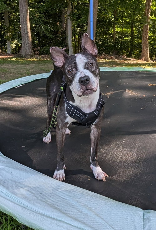 Jumpy FOSTER HOME NEEDED, an adoptable Pit Bull Terrier in Herndon, VA