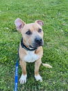 adoptable Dog in  named Divine FOSTER HOME NEEDED *FEE WAIVED*