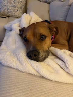 Bella, an adoptable American Staffordshire Terrier in Herndon, VA