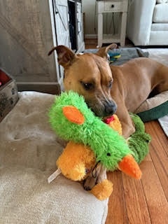 Bella *NEEDS FOSTER HOME*