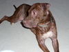 adoptable Dog in  named Johnny Boy aka JB *FEE WAIVED*