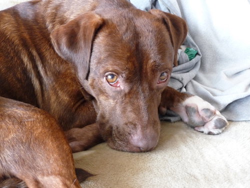 Rusty, an adoptable Terrier in Herndon, VA
