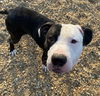 adoptable Dog in  named Kirk *FEE WAIVED* Foster Home Needed