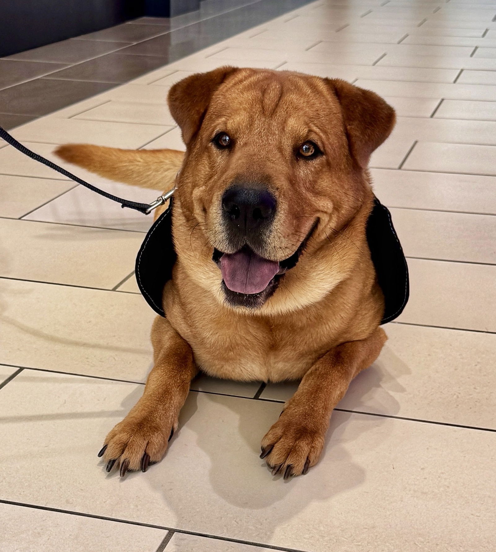 adoptable Dog in Herndon, VA named Chico *FEE WAIVED*