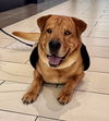 adoptable Dog in herndon, VA named Chico *FEE WAIVED*