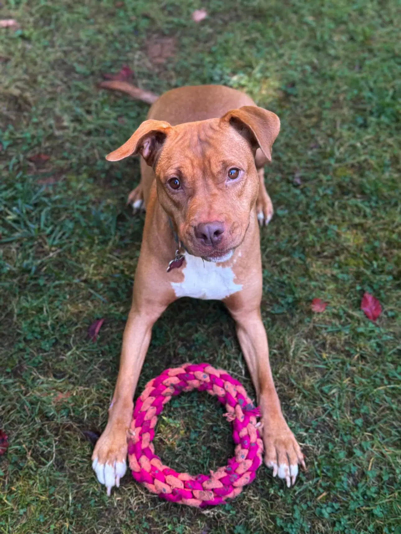 Juicy - Terrier