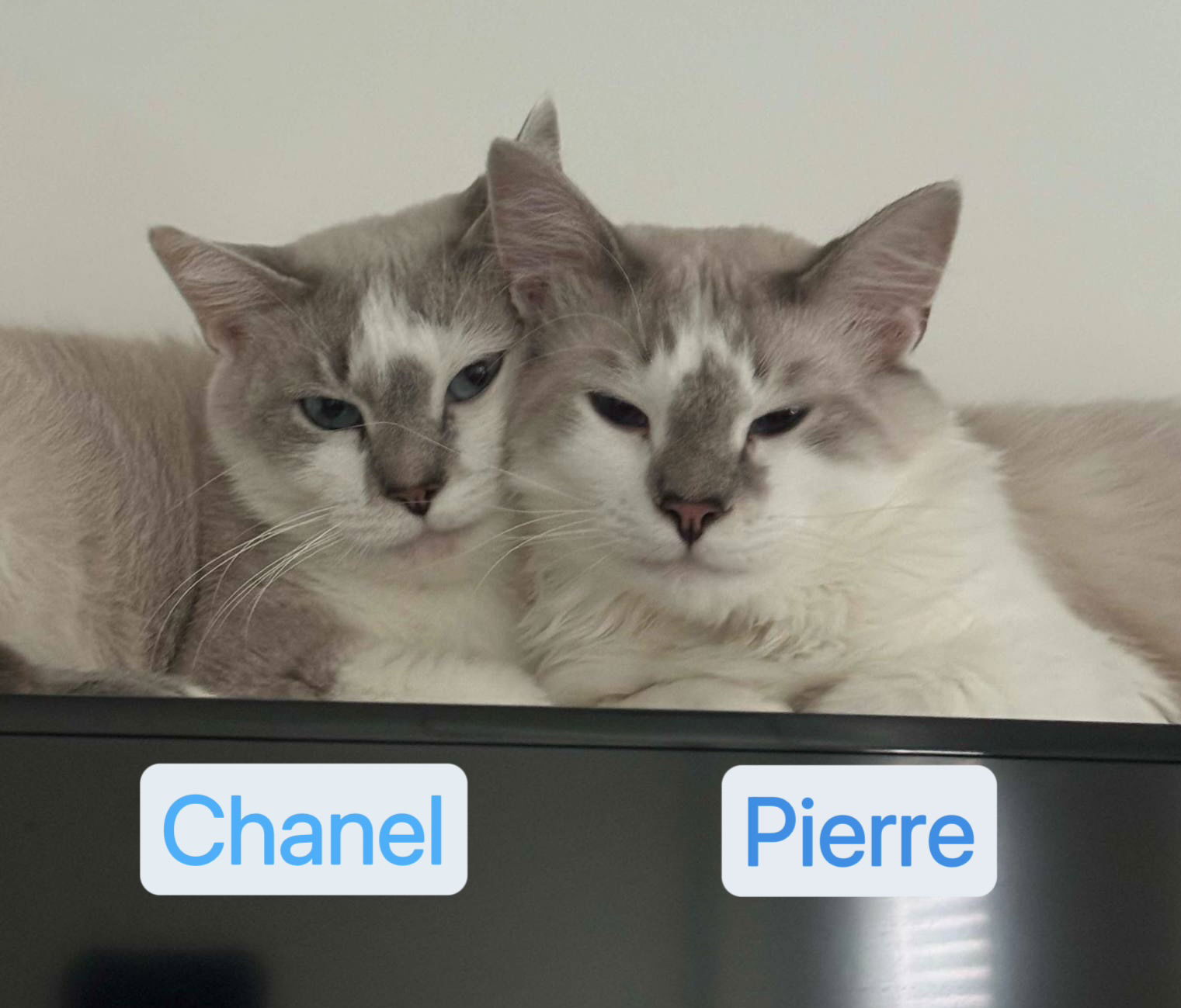 adoptable Cat in Herndon, VA named Pierre & Chanel - BONDED PAIR