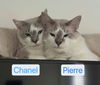 adoptable Cat in  named Pierre & Chanel - BONDED PAIR
