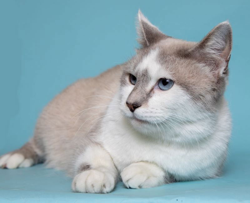 adoptable Cat in Herndon, VA named Chanel & Pierre - BONDED PAIR