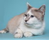 adoptable Cat in herndon, VA named Chanel & Pierre - BONDED PAIR