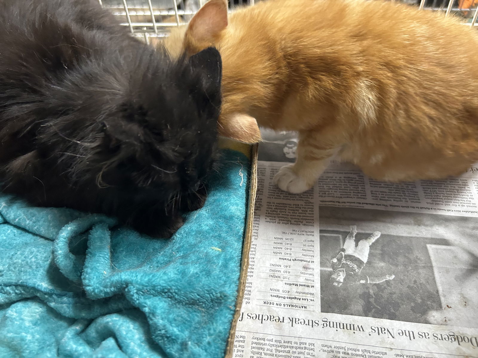 adoptable Cat in Herndon, VA named Suzette & Mahogony - BONDED