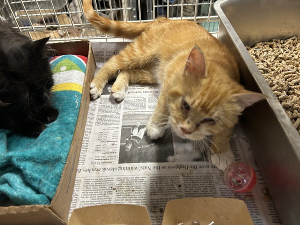 Mahogony & Suzette - BONDED