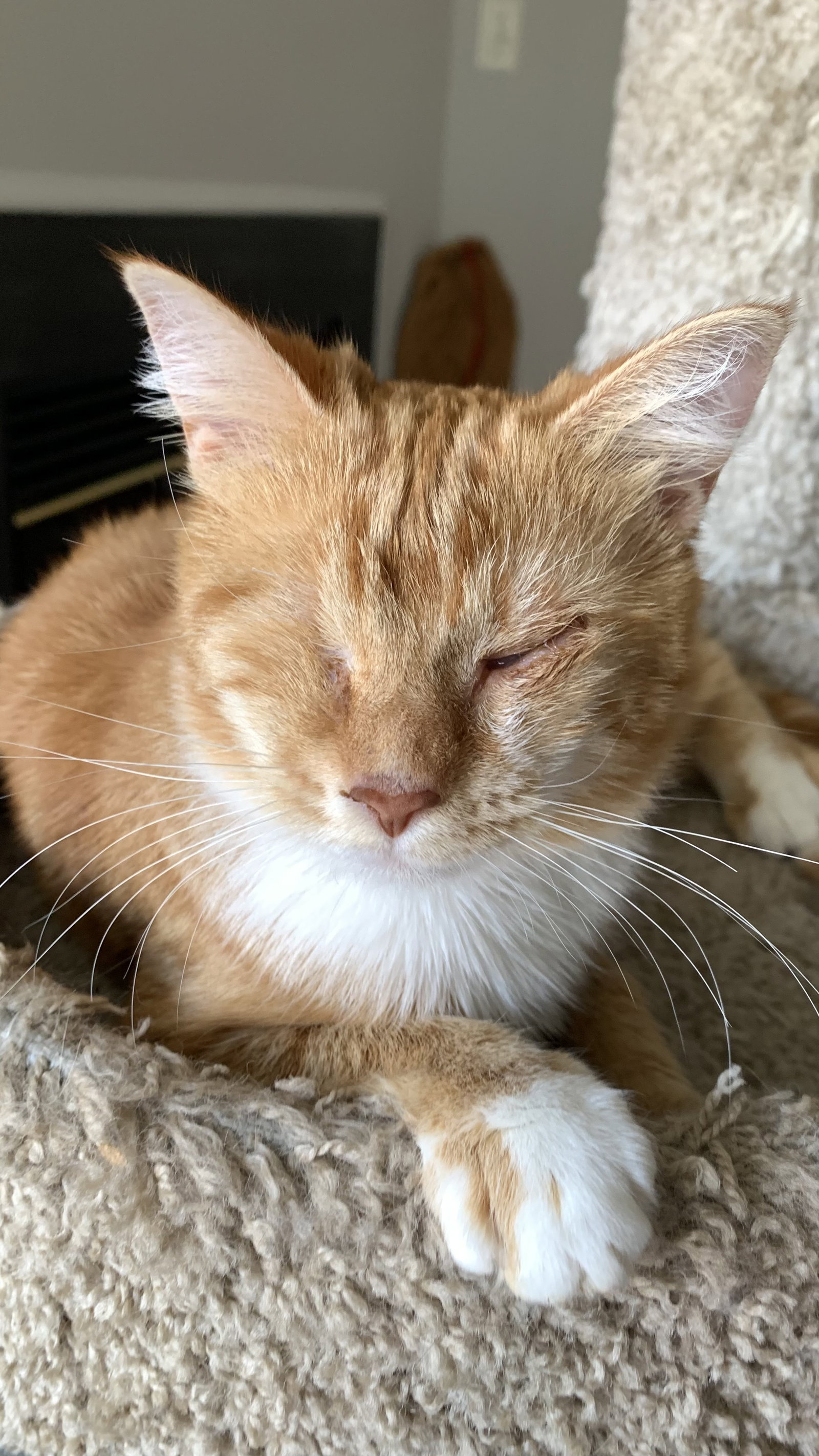 Mahogony & Suzette - BONDED