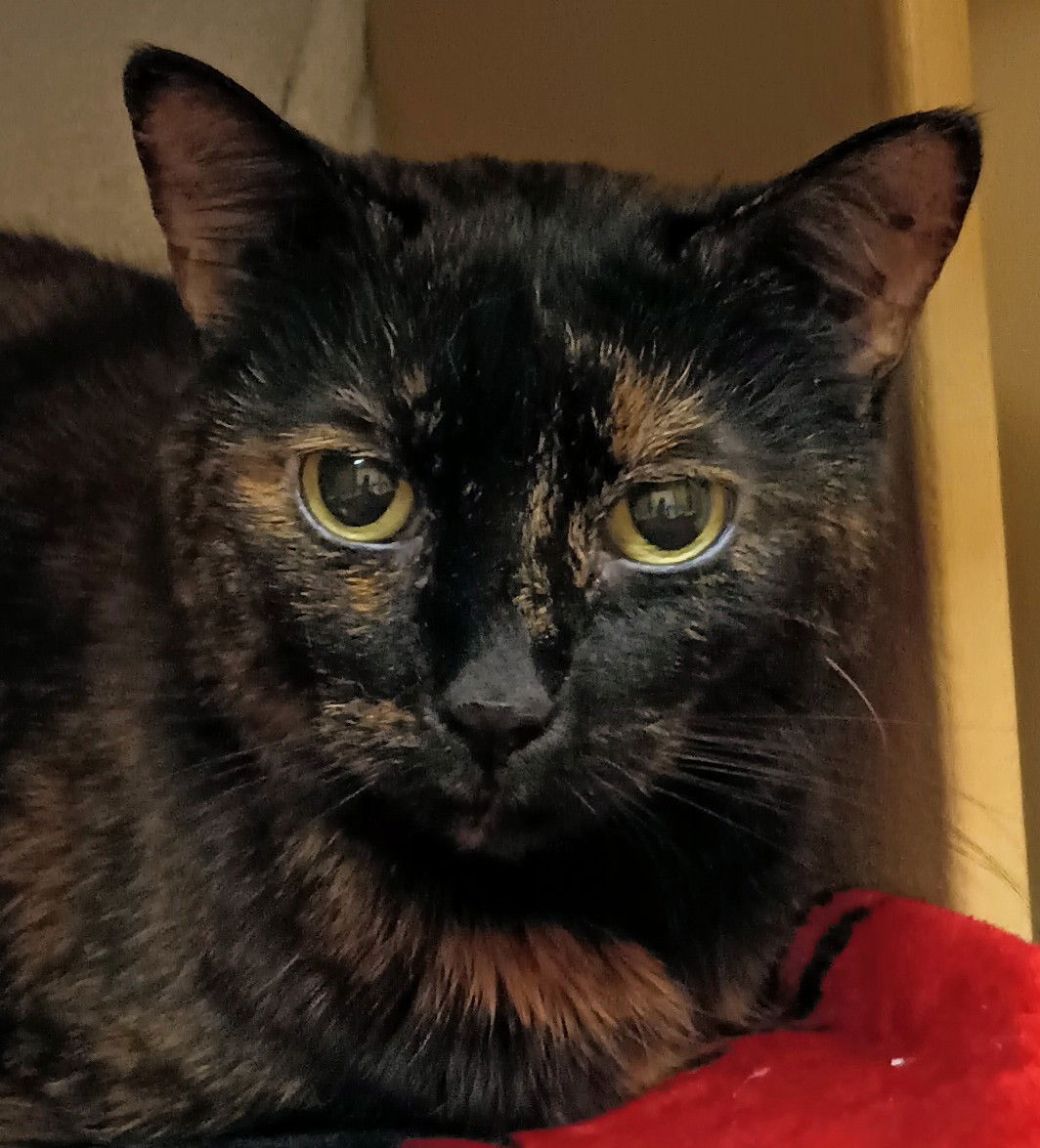 adoptable Cat in Herndon, VA named Jolene *FEE WAIVED*