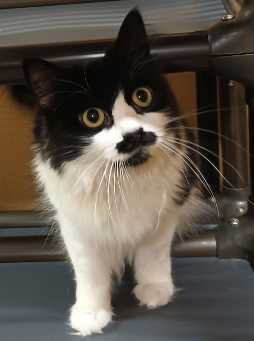 Jess (aka Lottie) FOSTER NEEDED, an adoptable Domestic Medium Hair in Herndon, VA
